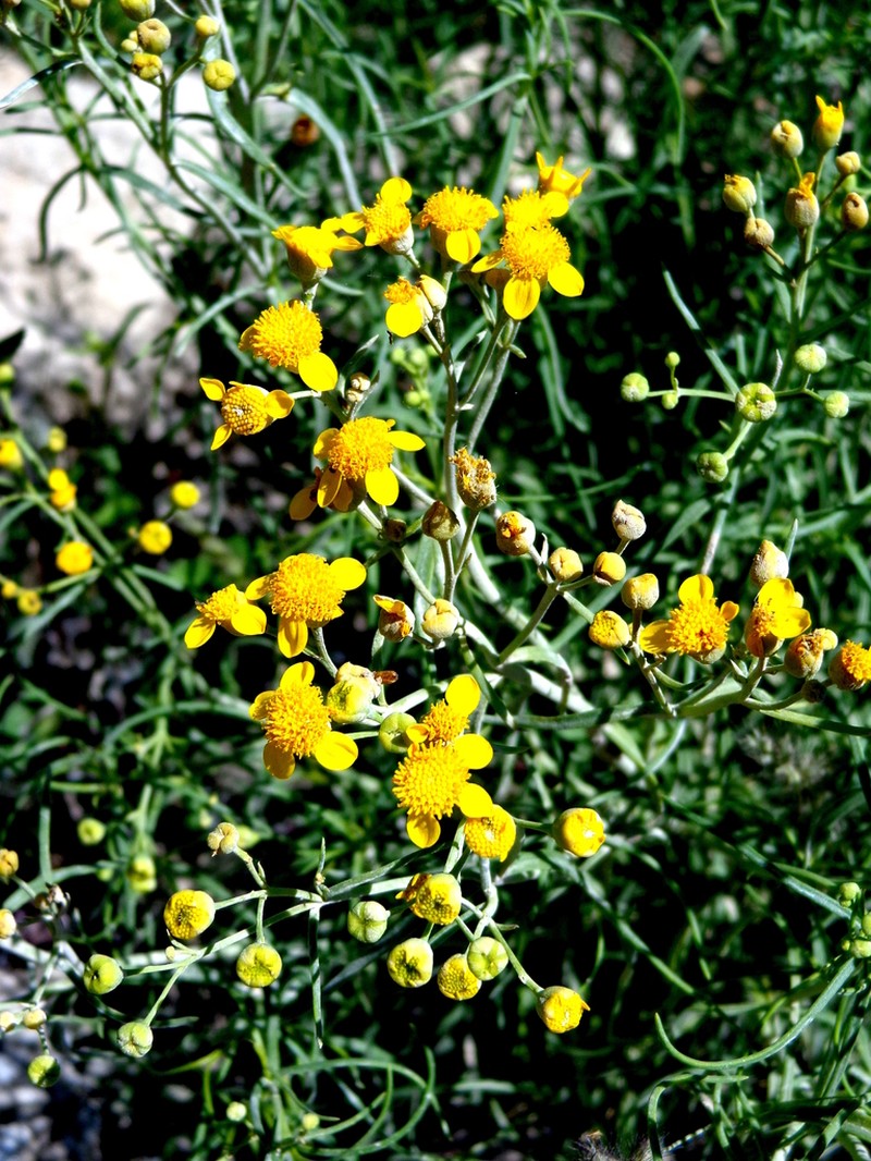 Haploesthes fruticosa photo 5
