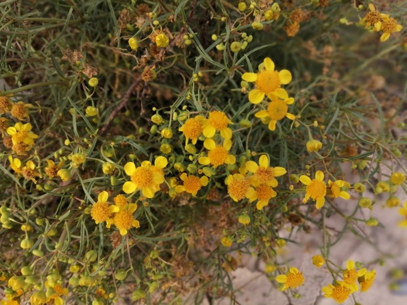 Haploesthes fruticosa photo 6