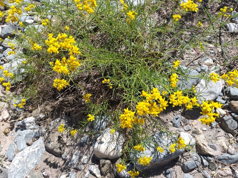 Haploesthes fruticosa photo 7