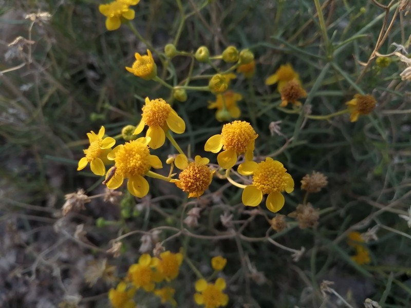 Haploesthes fruticosa photo 8