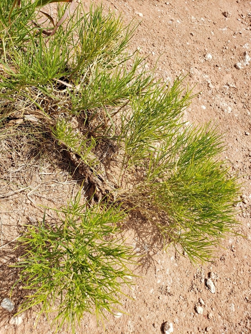 False Broomweed