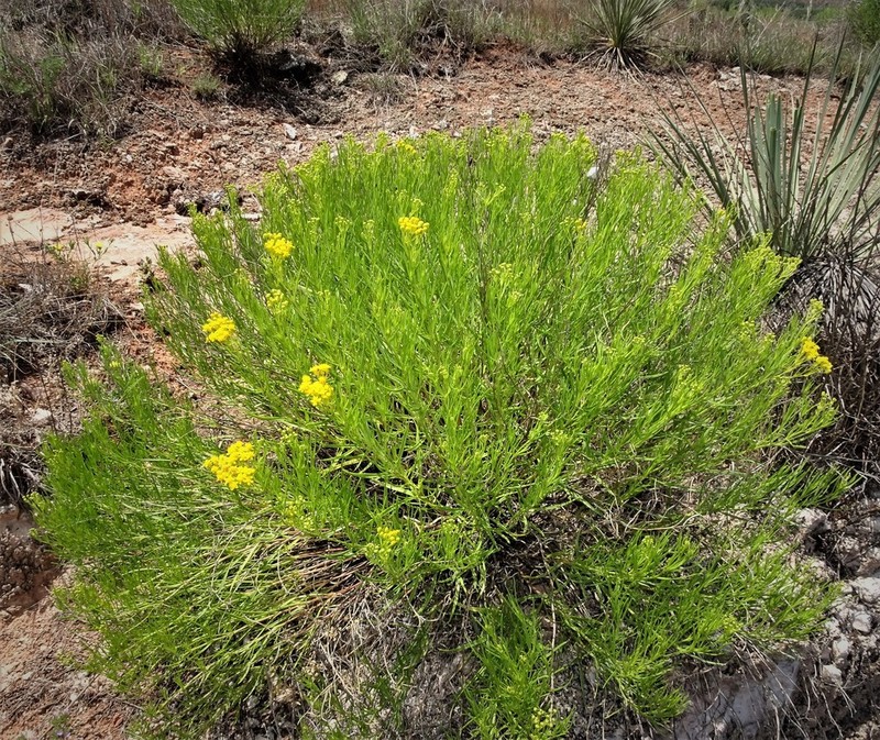 False Broomweed photo 2