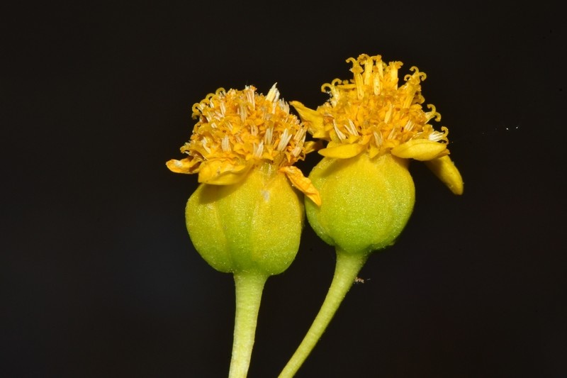 False Broomweed photo 3