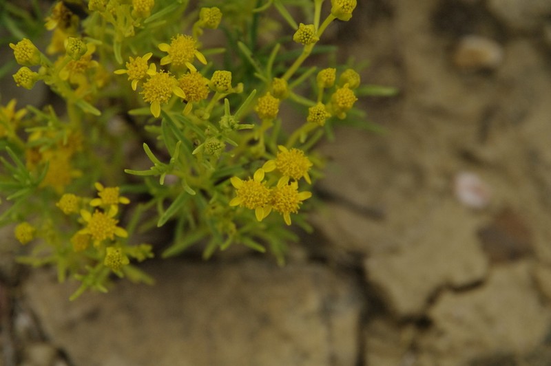 False Broomweed photo 4