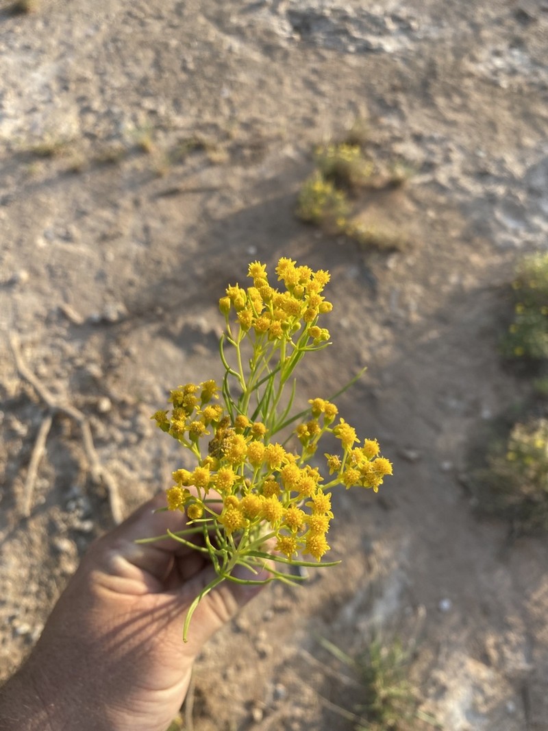 False Broomweed photo 5