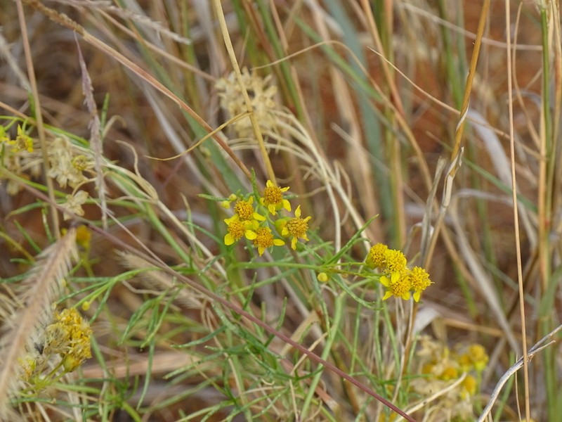 False Broomweed photo 6