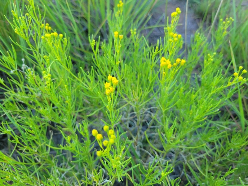 False Broomweed photo 7