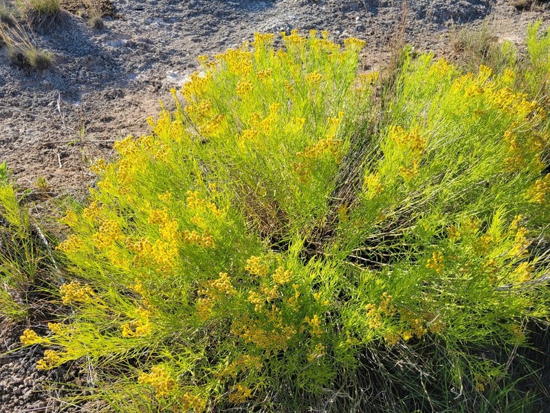 False Broomweed photo 8