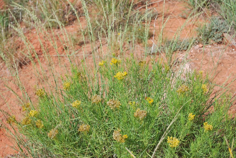 Haploesthes greggii var. texana
