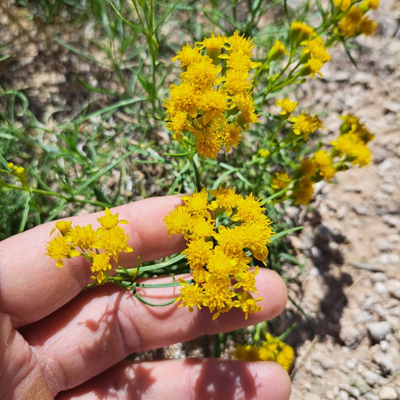 Haploesthes greggii var. texana photo 2
