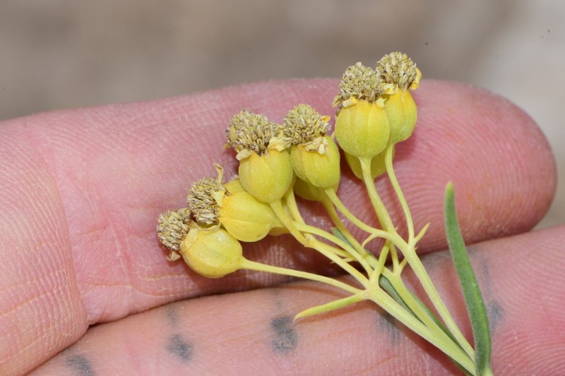 Haploesthes greggii var. texana photo 4