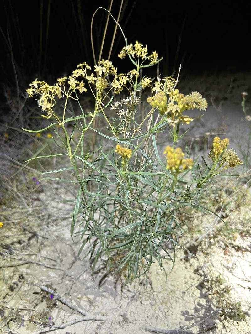Haploesthes greggii var. texana photo 5