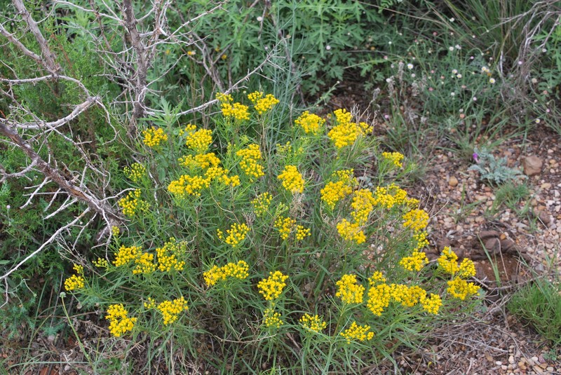 Haploesthes greggii var. texana photo 6
