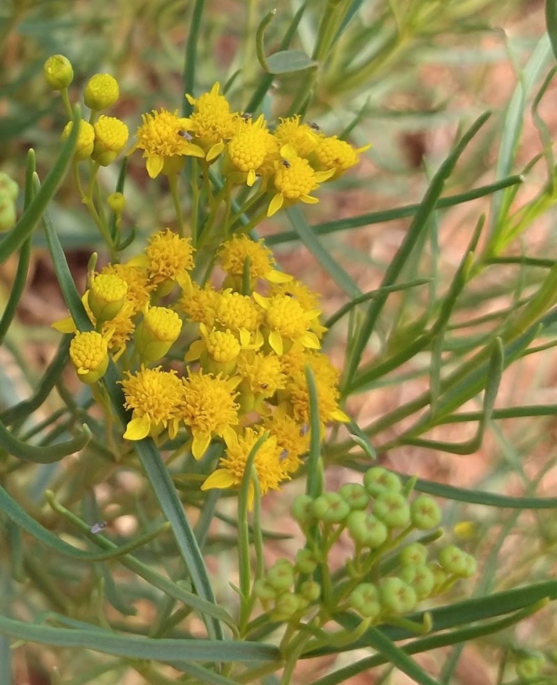 Haploesthes greggii var. texana photo 7
