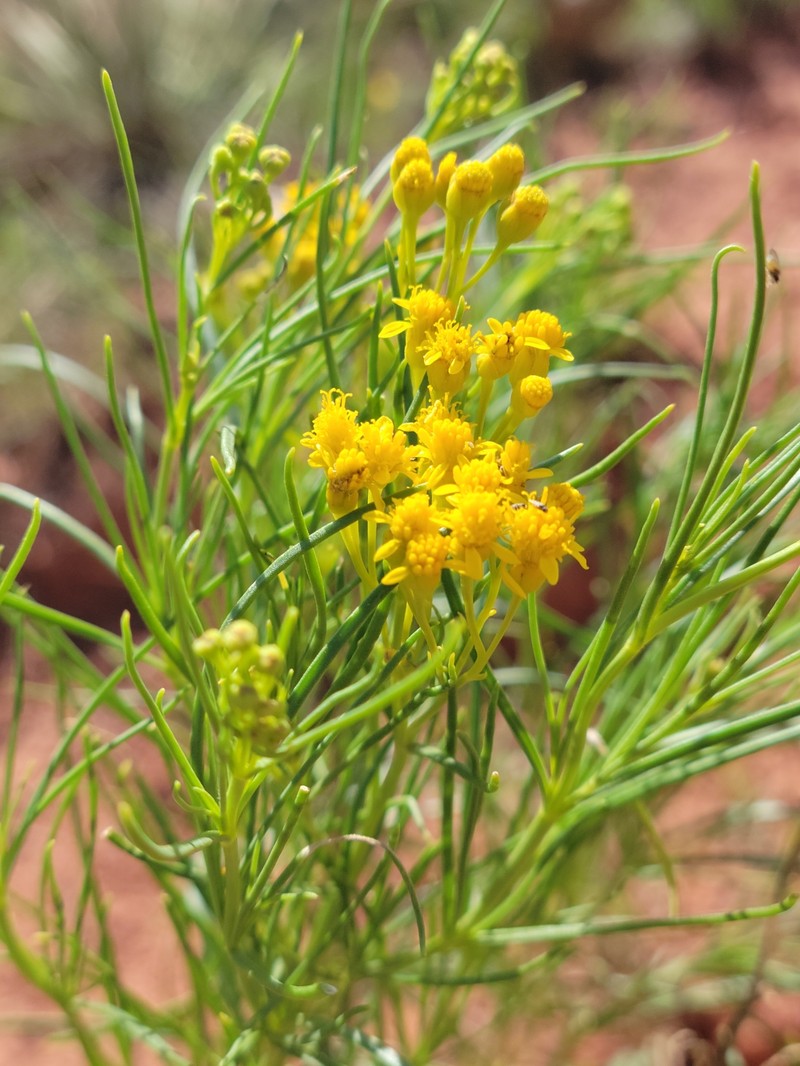 Haploesthes greggii var. texana photo 8