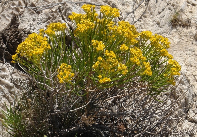 Haploesthes hintoniana