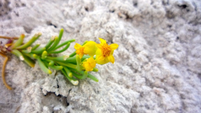 Haploesthes robusta