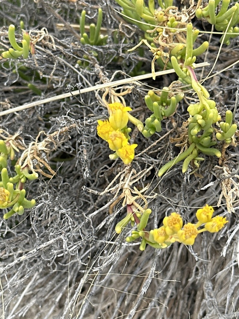 Haploesthes robusta photo 2