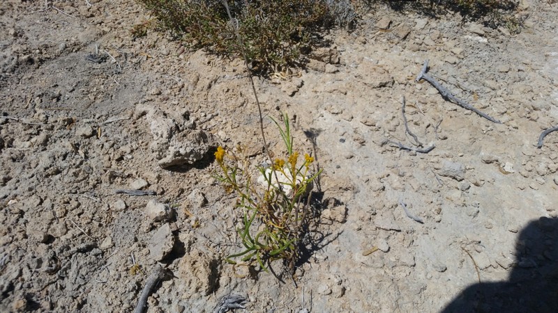 Haploesthes robusta photo 4