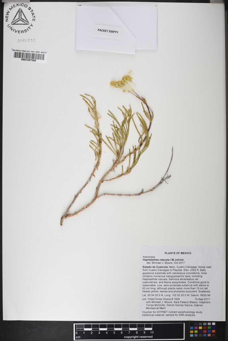 Haploesthes robusta photo 5