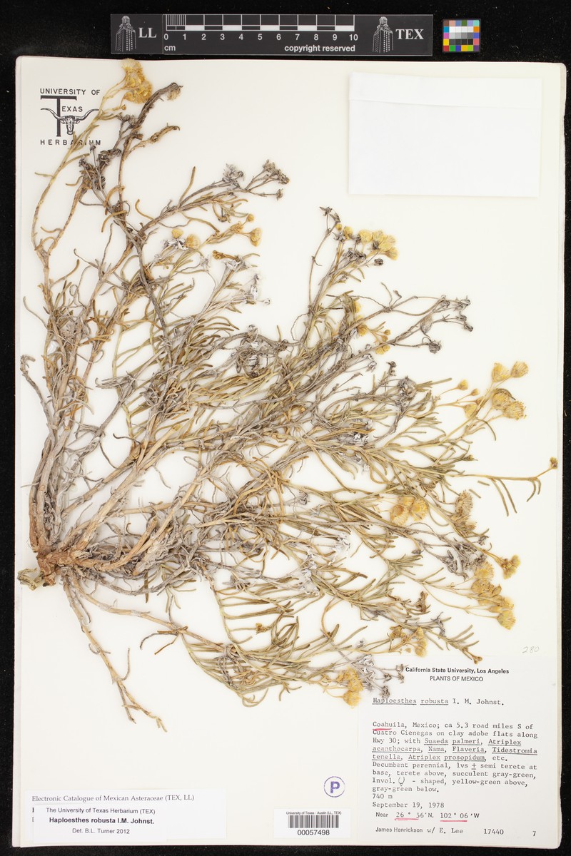 Haploesthes robusta photo 6