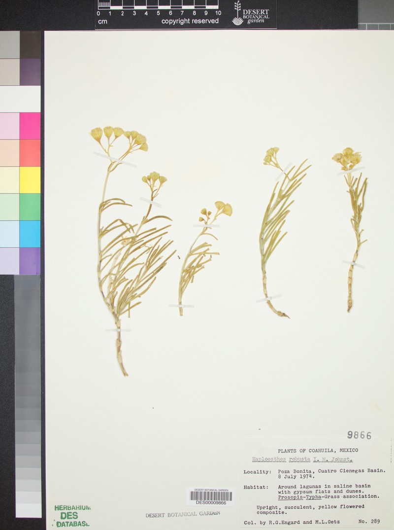 Haploesthes robusta photo 7