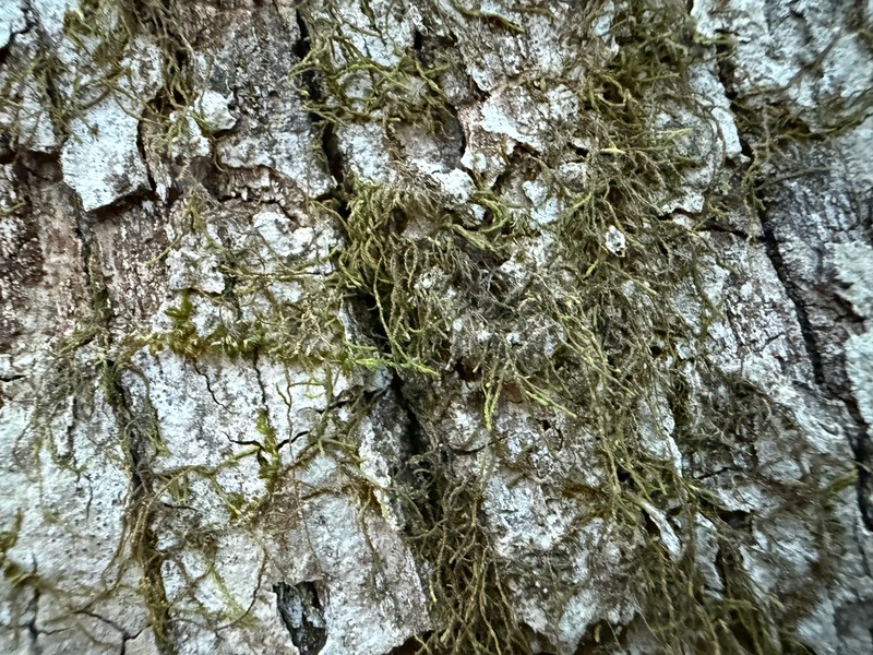 Haplohymenium Moss