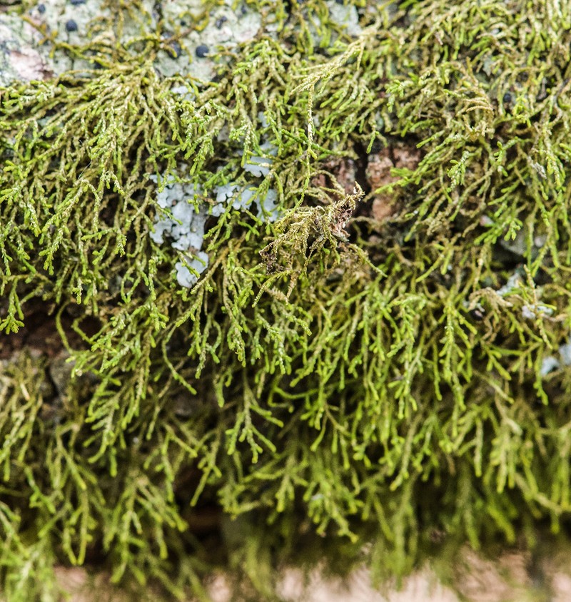 Haplohymenium Moss photo 2