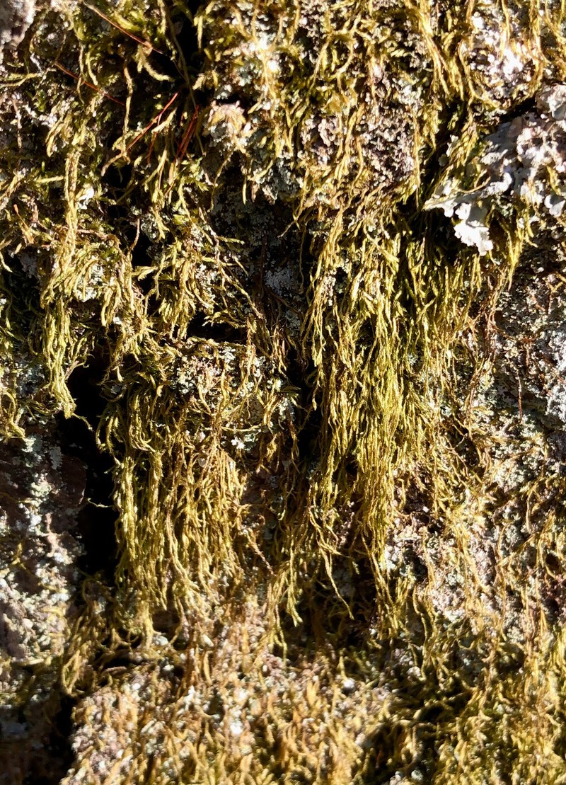 Haplohymenium Moss photo 3