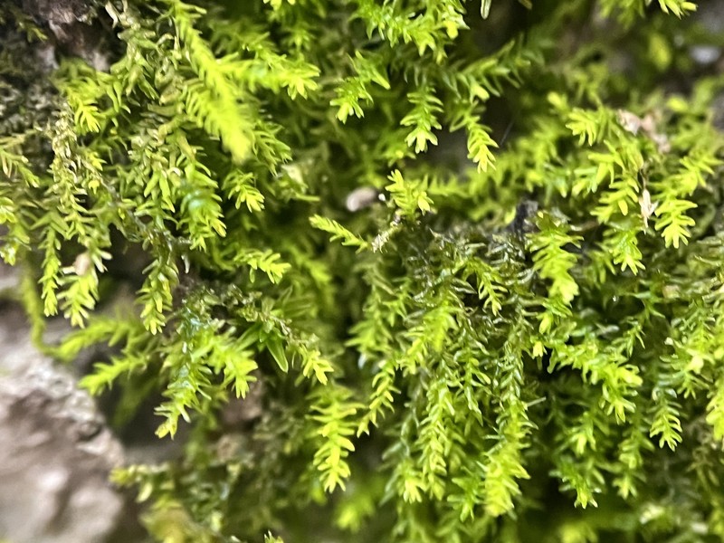 Haplohymenium Moss photo 4