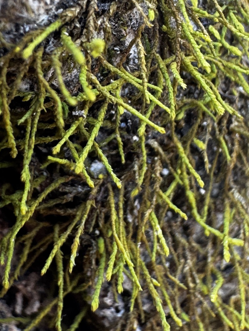 Haplohymenium Moss photo 5