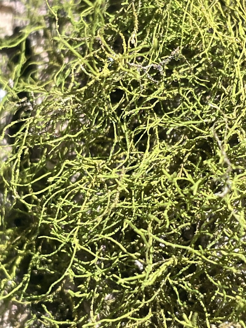 Haplohymenium Moss photo 6