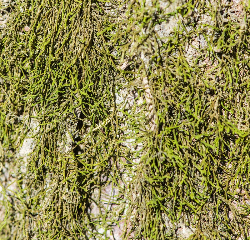 Haplohymenium Moss photo 7