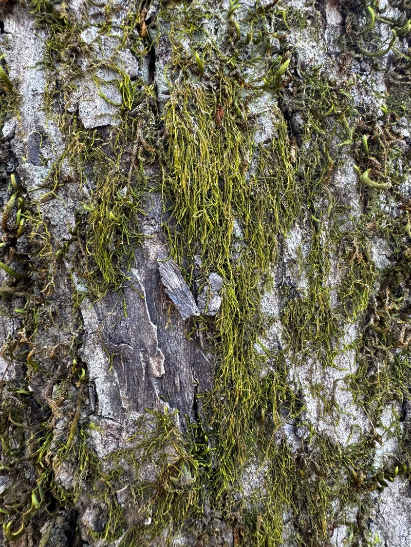 Haplohymenium Moss photo 8