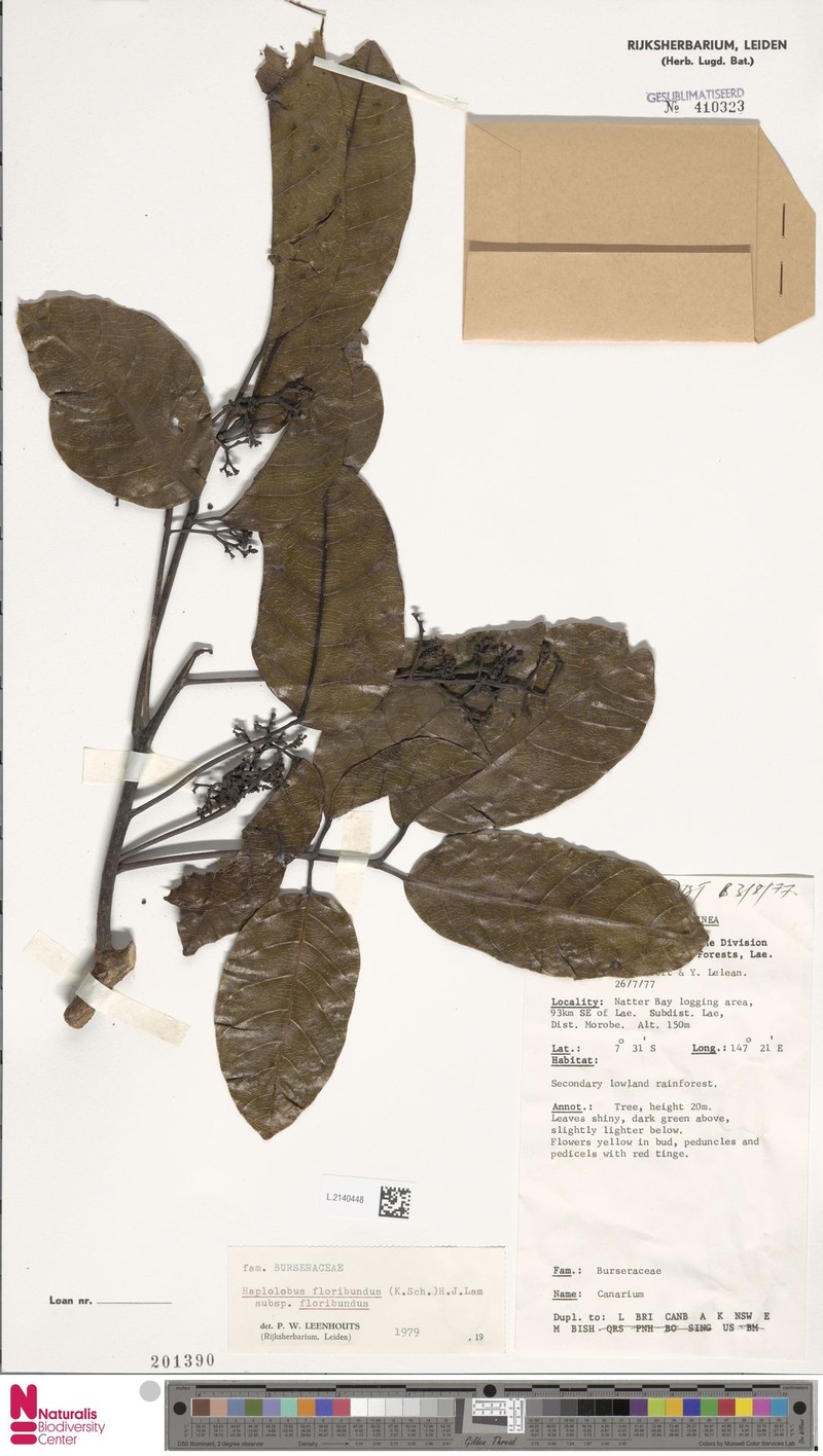 Haplolobus floribundus subsp. floribundus