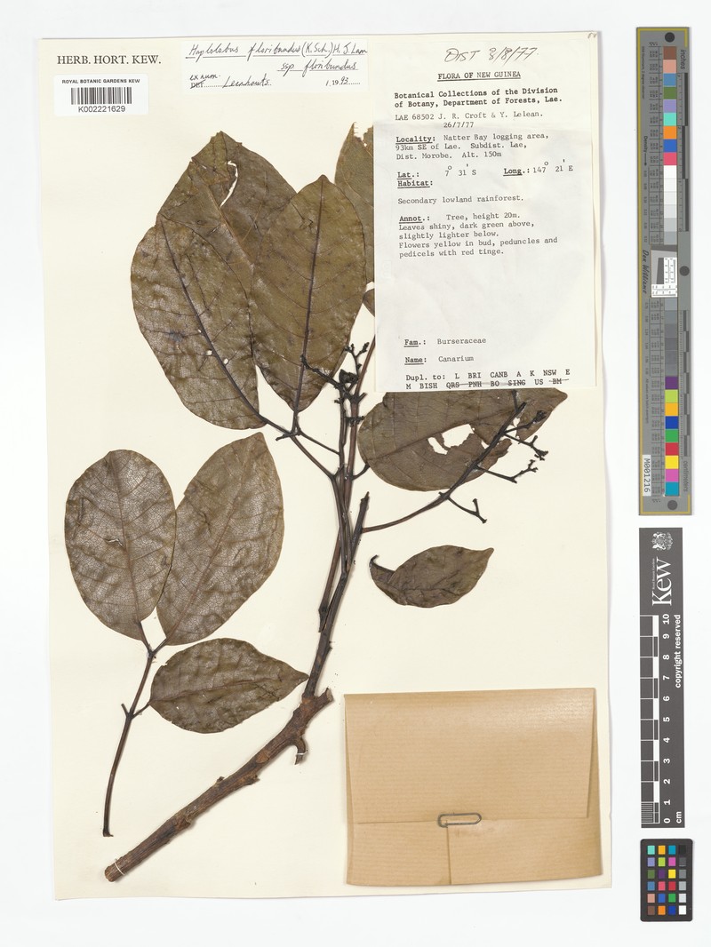 Haplolobus floribundus subsp. floribundus photo 2