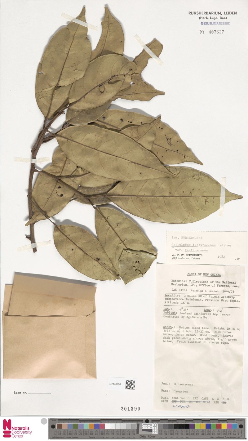 Haplolobus furfuraceus var. furfuraceus