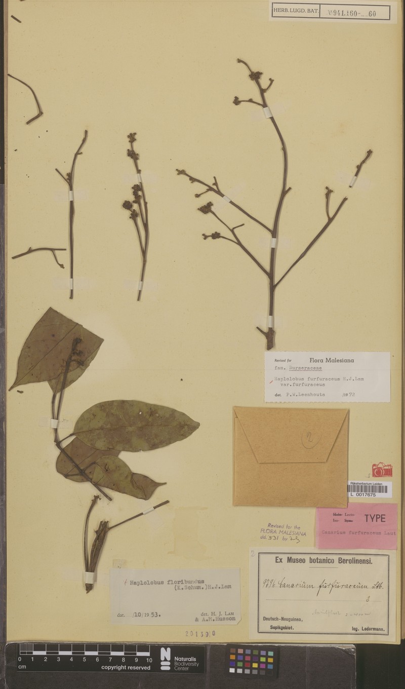 Haplolobus furfuraceus var. furfuraceus photo 2