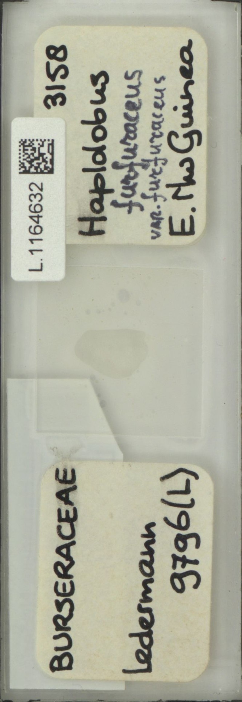 Haplolobus furfuraceus var. furfuraceus photo 3