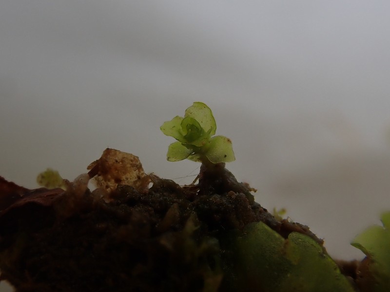 Haplomitrium hookeri