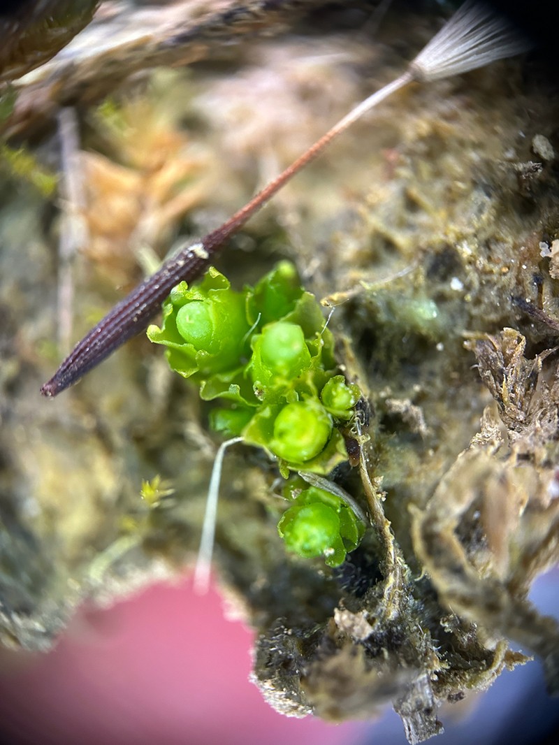 Haplomitrium hookeri photo 2