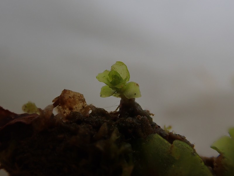 Haplomitrium hookeri photo 3