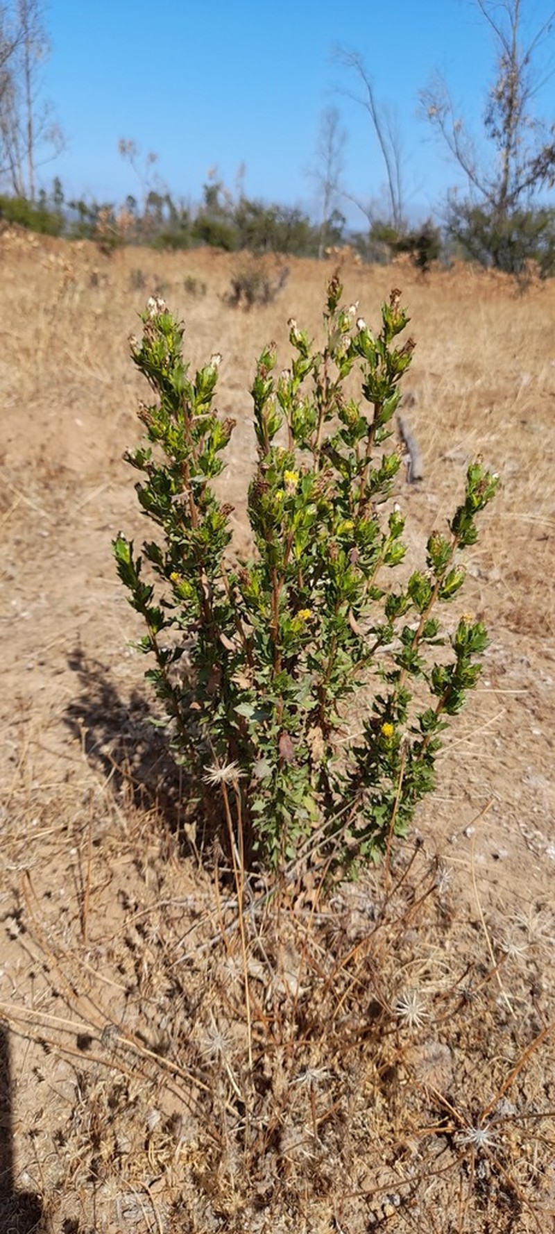 Haplopappus angustifolius