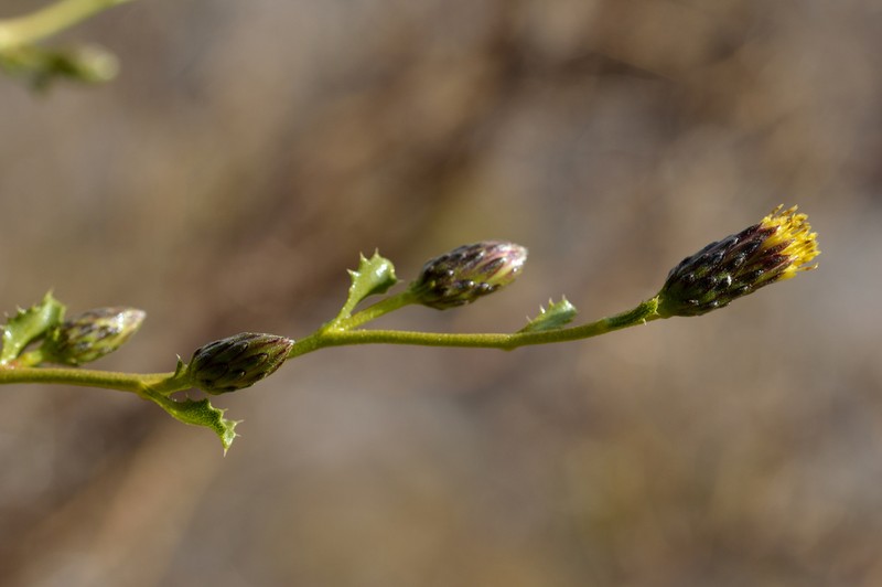 Haplopappus angustifolius photo 2