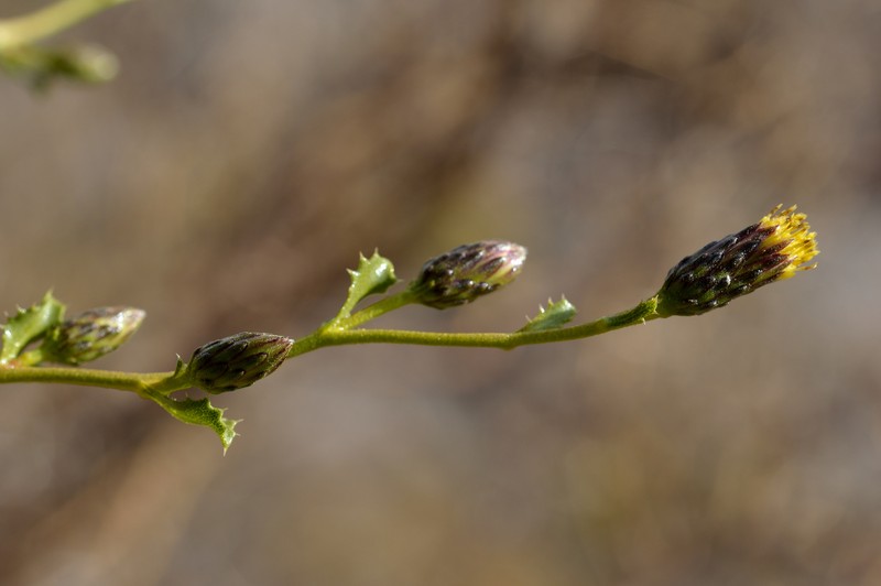 Haplopappus angustifolius photo 3