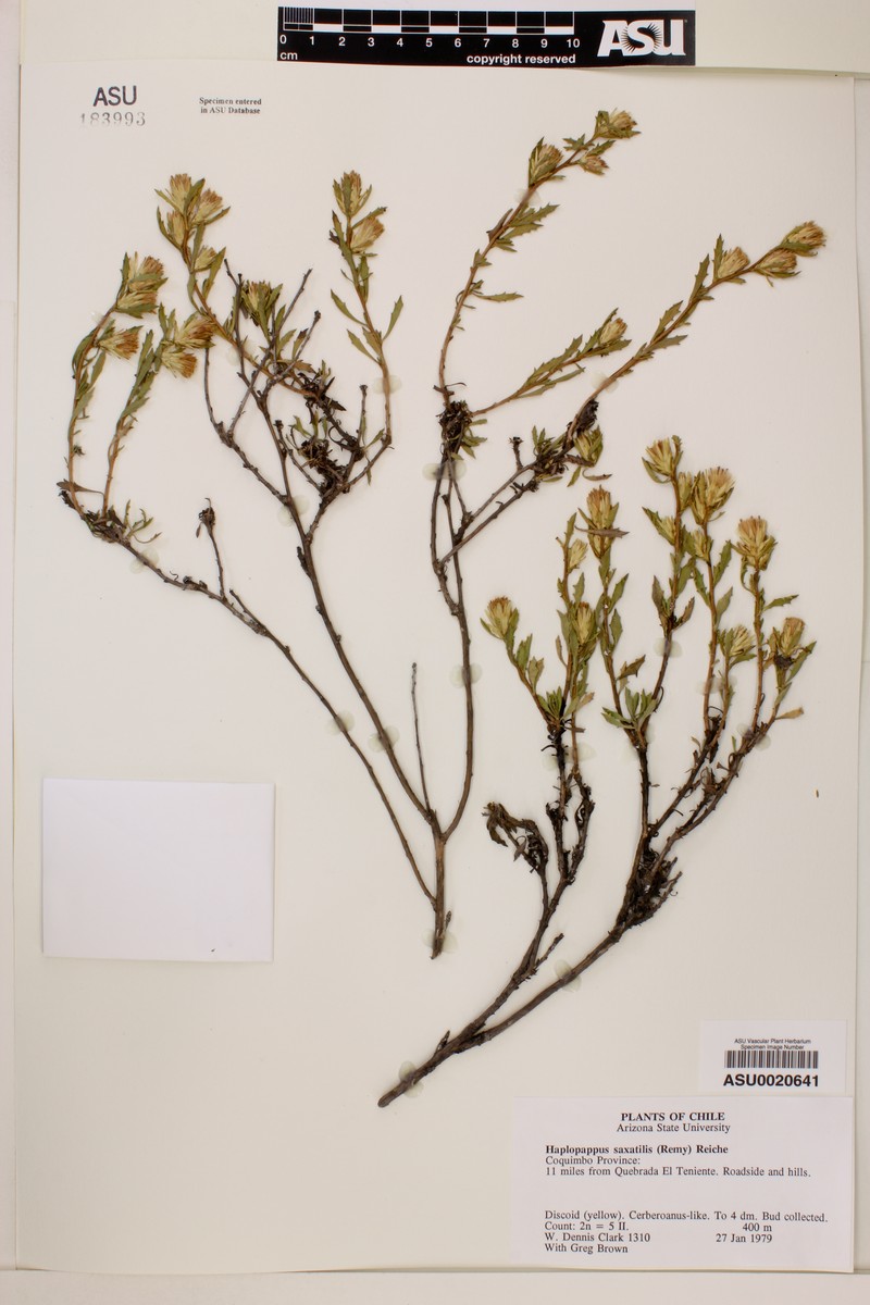 Haplopappus angustifolius subsp. saxatilis