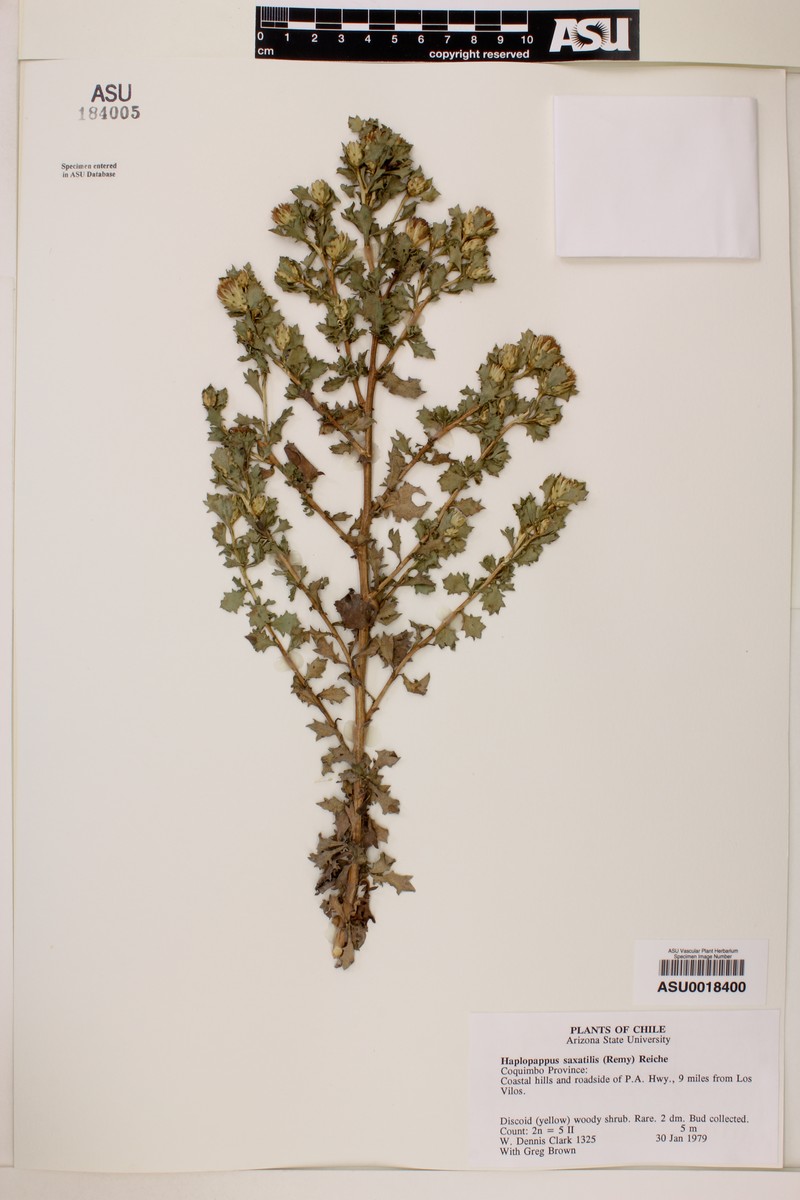 Haplopappus angustifolius subsp. saxatilis photo 2