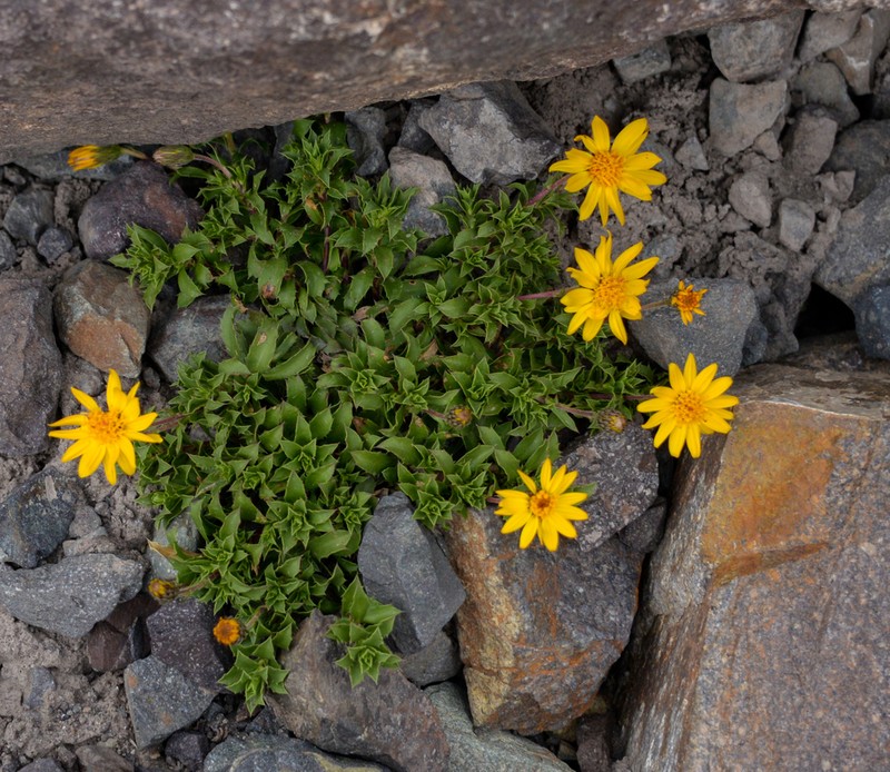 Haplopappus anthylloides photo 2