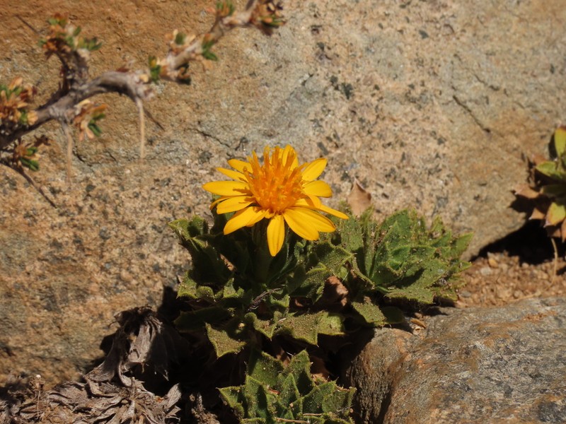 Haplopappus anthylloides photo 3