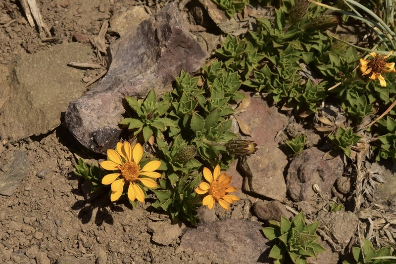 Haplopappus anthylloides photo 4